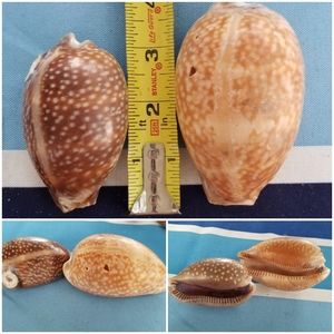 Natural Cowrie Shells 2